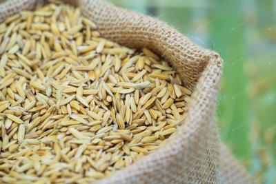 Punjab Seeds Amendment Bill 2025, Seed Sellers Worried