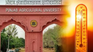 Punjab Agricultural University Issues Heat Advisory On Wednesday 9 March 1 Punjab