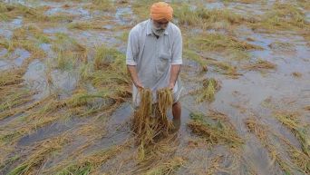 Punjab Farmers Suffer 50,000 Crore Loss Due to Reduced Rice Yield and Flood Devastation
